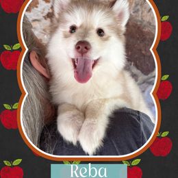Reba McEntire - Red and white female Pomsky puppy in Venus, Pennsylvania from Hemlock Pines Pomsky