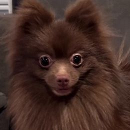 Pomeranian puppies from Peapod Pomeranians