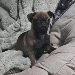 Grace - Silver female Pug puppy in Olin, North Carolina from Piggy Pugs