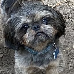 Kelso - Shih Tzu
