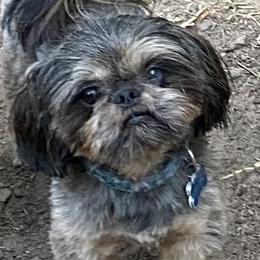 Kelso - Shih Tzu