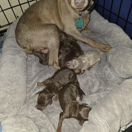 XCM2 - Chocolate and rust male Miniature Pinscher puppy in Middle Point, Ohio from Knisely's Min Pins-AKC