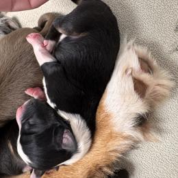 Pistachio - Black tri-color male Australian Shepherd puppy in Wrightstown, New Jersey from Hartzland Farm Australian Shepherds