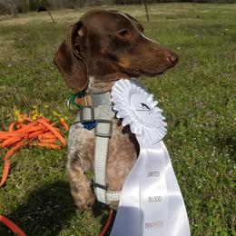 Axle - Dachshund