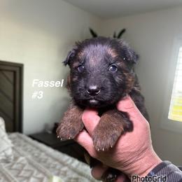 Fassel - Black and red male German Shepherd puppy in Hesperia, California from Von Geesa