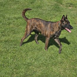 Seti - Black brindle female Dutch Shepherd puppy in Duffield, Virginia from Sage Mountain Farm and Kennels