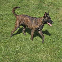 Seti - Black brindle female Dutch Shepherd puppy in Duffield, Virginia from Sage Mountain Farm and Kennels