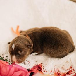 Nibbles - Red tri male Miniature Australian Shepherd puppy in Enoch, Utah from Twisted H Aussies