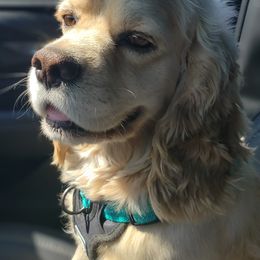 Cocker Spaniels from Elk Grove Cocker Spainels
