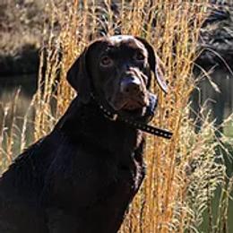 Georgia - Labrador Retriever