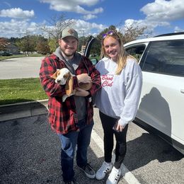 Collin - Lemon and white male Basset Hound puppy in Bellaire, Ohio from Blessed Bassets