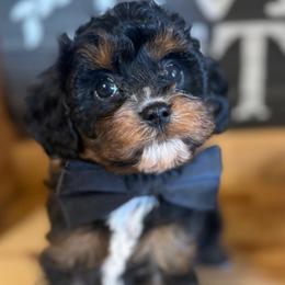 Tony - Black and tan male Cavapoo puppy in Fayette County, Ohio from Happy Tails