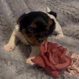 Girl pups - Black tan and white female Biewer Terrier puppy in Rocklin, California from Precious Jewels Biewer Terriers