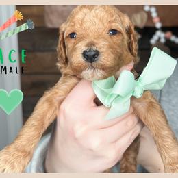 Ace - Red  male Goldendoodle puppy in Hilton, New York from The House of Goldendoodle