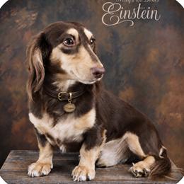 Einstein - Dachshund