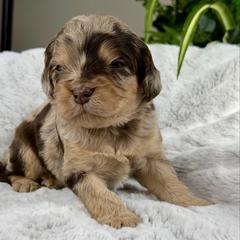 Knox - Merle male Cavapoo puppy in Huntington, West Virginia from McCloud’s Poodles & Doodles