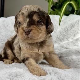 Knox - Merle male Cavapoo puppy in Huntington, West Virginia from McCloud’s Poodles & Doodles