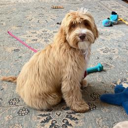 Grey Boy - Caramel cream male Australian Labradoodle puppy in West Union, South Carolina from Golden Corner Labradoodles, LLC