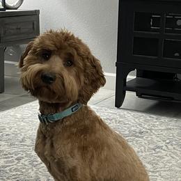 Jaz - Goldendoodle