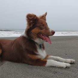 Gina Rey - Australian Shepherd