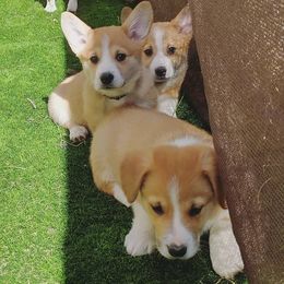 Pembroke Welsh Corgi Puppies from Milton Corgis