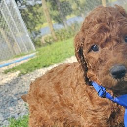 Topaz - Poodle puppy in Deer River, Minnesota from Poodles Around