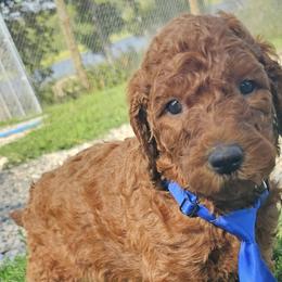 Topaz - Poodle puppy in Deer River, Minnesota from Poodles Around
