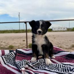 Rogue - Tri-color female Border Collie puppy in Odessa, Texas from High Velocity Stockdogs