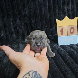 White collar - Gray male Cane Corso puppy in Fritch, Texas from Carrie Brown's Cane Corsos