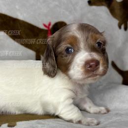 Oz AKC - Dapple male Dachshund puppy in Osage, Oklahoma from Vandruff Creek Mini Dachshunds