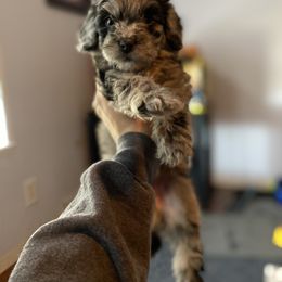 Aussiedoodle Puppies from CF Aussiedoodles