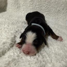 Sterling - Black rust and white male Bernese Mountain Dog puppy in Redlands, California from Country Feels Ranch