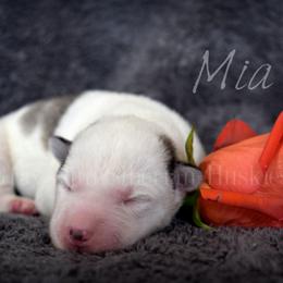 Mia - Gray and white female Siberian Husky puppy in Addison, Michigan from Gray Run Siberian Huskies