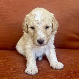 Boo - Yellow and white female Bernedoodle puppy in Springville, Utah from Oodles of Bernedoodles