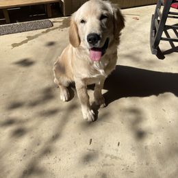 Golden Retriever All Grown Up from Heartland Goldens