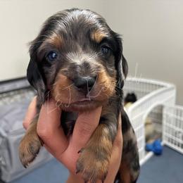 Dachshund Puppies from L & J Kennel