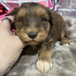 Rex - Liver male Miniature Schnauzer puppy in Lufkin, Texas from C&K’s Schnauzer House
