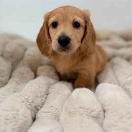 Rusty - Red male Dachshund puppy in Red Bluff, California from Down The Hill Potterdale