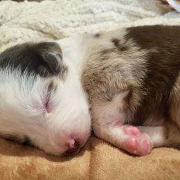 Maple - Red merle female Miniature Australian Shepherd puppy in Willard, Missouri from Stoney Brook Aussies