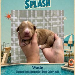Wade - Dallas TX - 4,000 - Red  male Goldendoodle puppy in Garland, Texas from Twilight Doodles