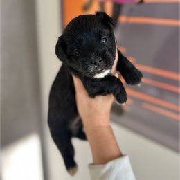 Shadow - Black & white male Maltipoo puppy in West Jordan, Utah from Gem Puppies of Utah