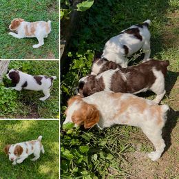 Brittany Puppies from Lizas Brittanies
