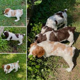 Brittany Puppies from Lizas Brittanies
