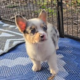 Merlin - Blue merle and white male American Corgi puppy in Lithia, Florida from Diamondcrest Inc