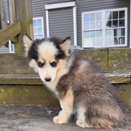 Bear - Black and white male Pomsky puppy in Bucyrus, Missouri from Hill Top Pomskies