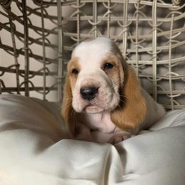 Peach - Red and white female Basset Hound puppy in Denison, Texas from Emma Lou's Baby Bassets