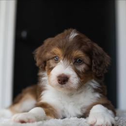 Aster - Red tri-color male Aussiedoodle puppy in Tonopah, Arizona from Kae's Kennels