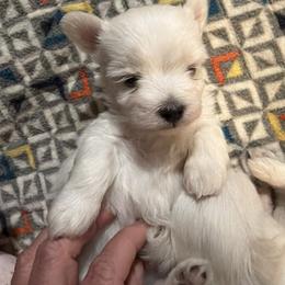 Maltese Puppies from Ayres to Heirs Puppy Co.