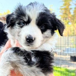 Niall - Black tri Miniature American Shepherd puppy in Moscow, Idaho from Panhandle Australian Shepherds