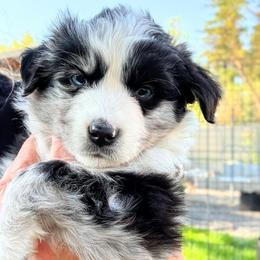 Niall - Black tri Miniature American Shepherd puppy in Moscow, Idaho from Panhandle Australian Shepherds